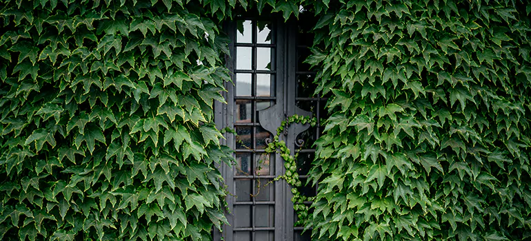 Garden Gate Repair in Millbrae, CA
